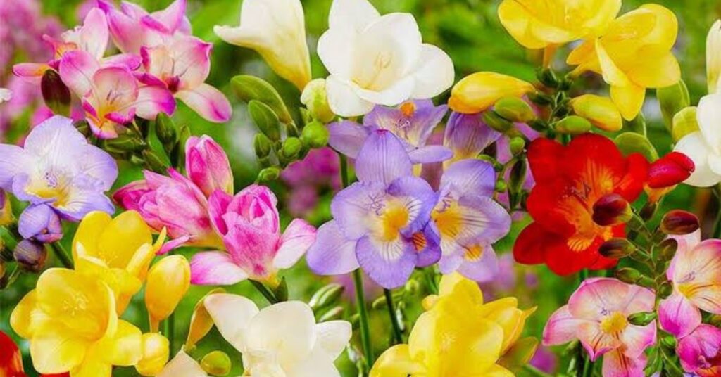 Freesia
