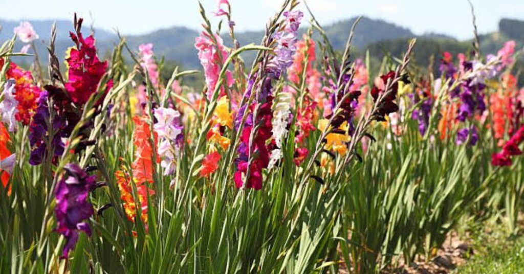 Gladioli