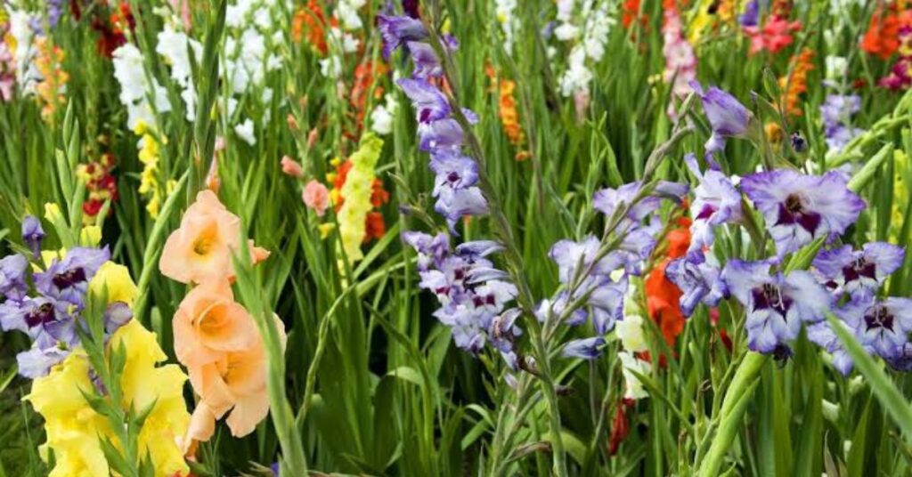 Gladiolous