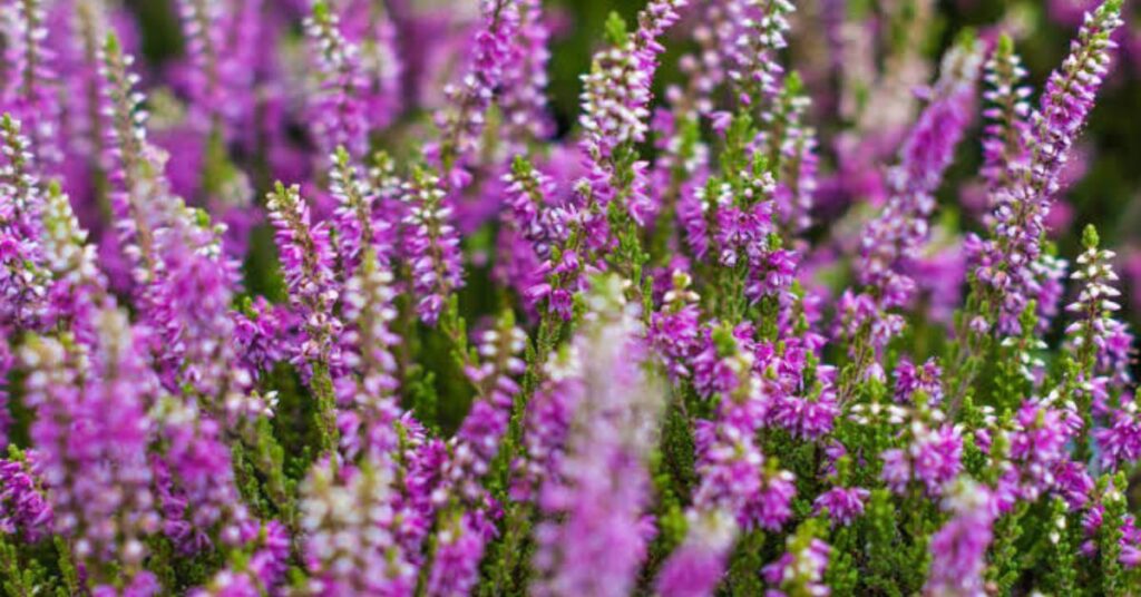 Heather