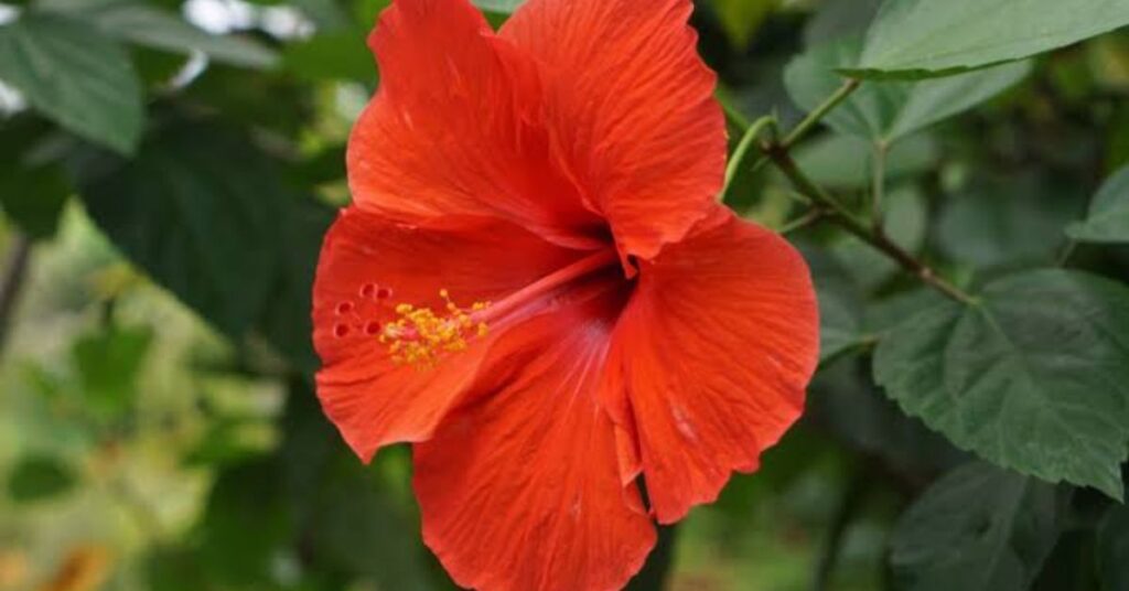 Hibiscus that represents strength