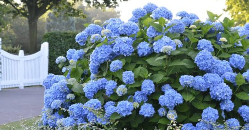 Hydrangea