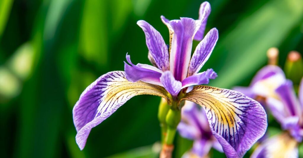 Iris