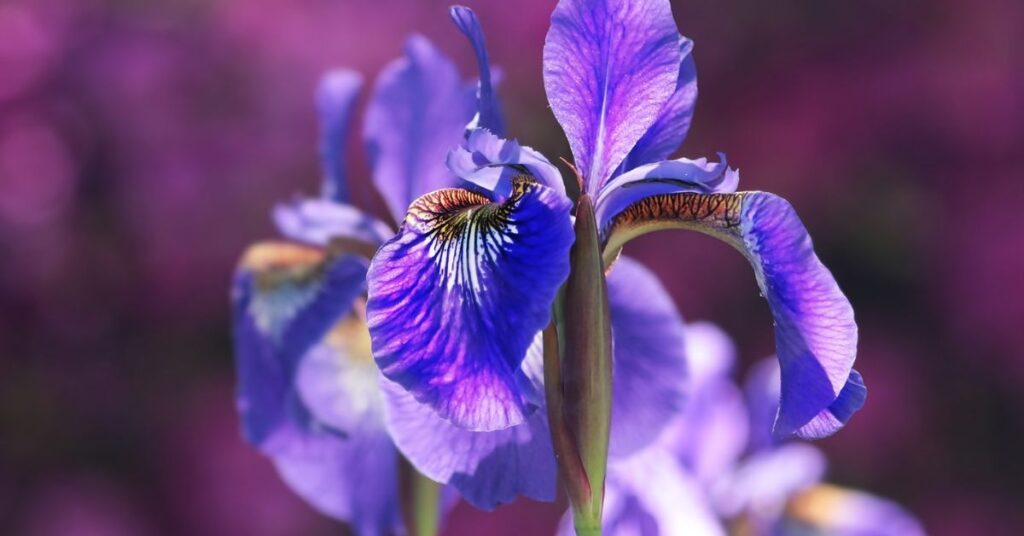 Iris