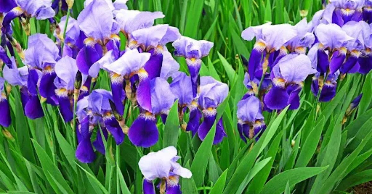 Iris Flower of Hope