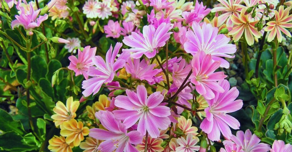 Lewisia