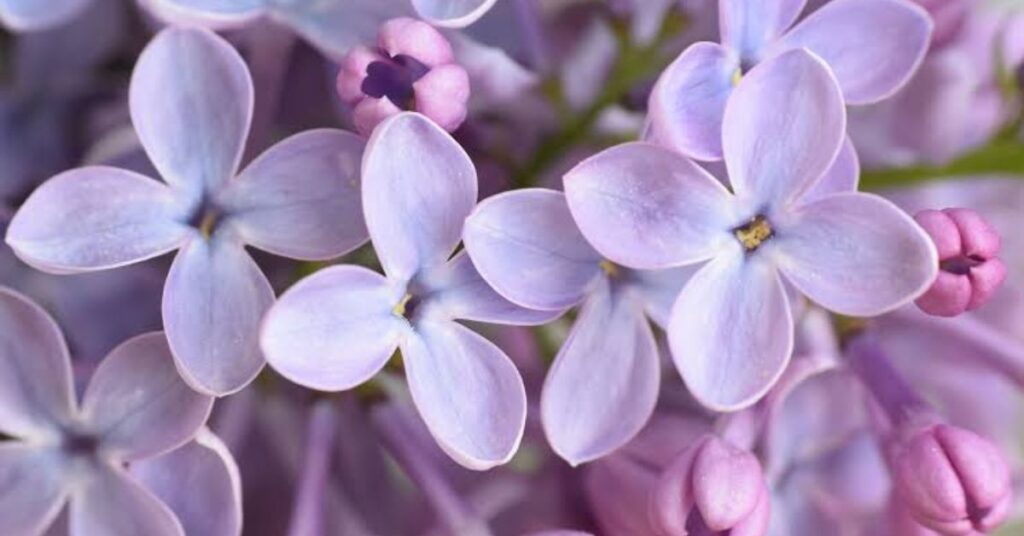 Lilac