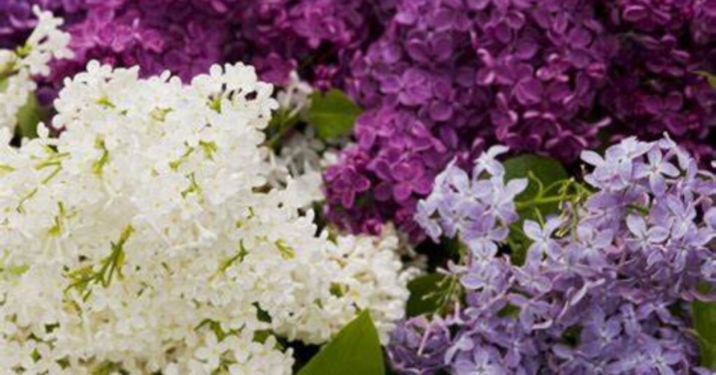 Lilac