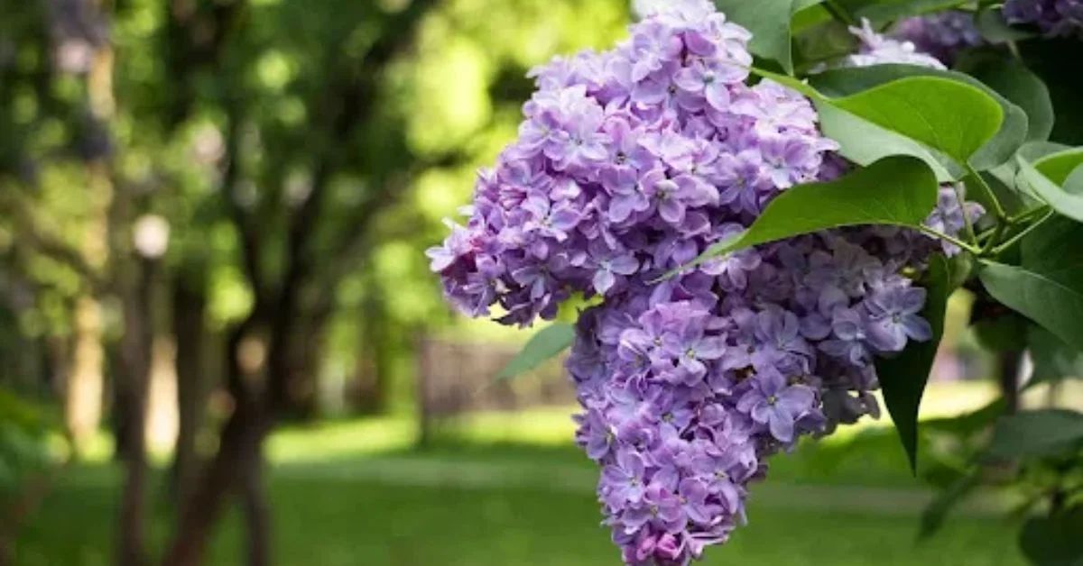 Lilac of hope