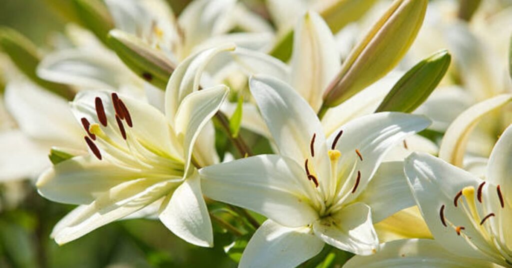 Lilies