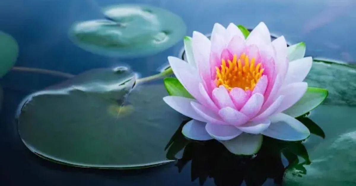 Lotus Flower of hope