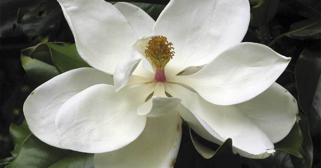 Magnolia