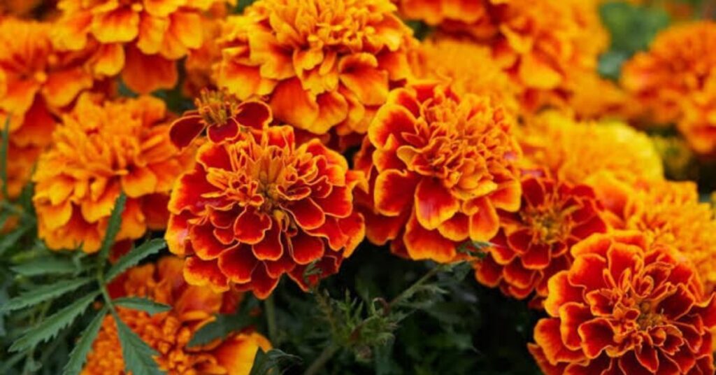 Marigolds