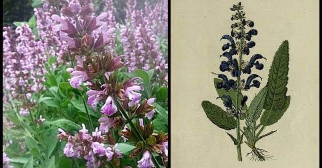 Meaning Of Sage