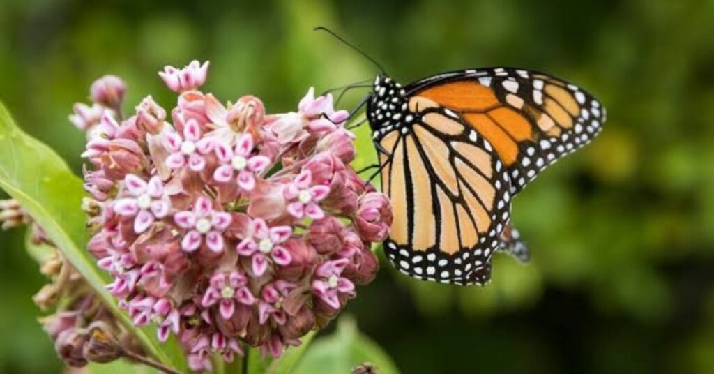Milkweed