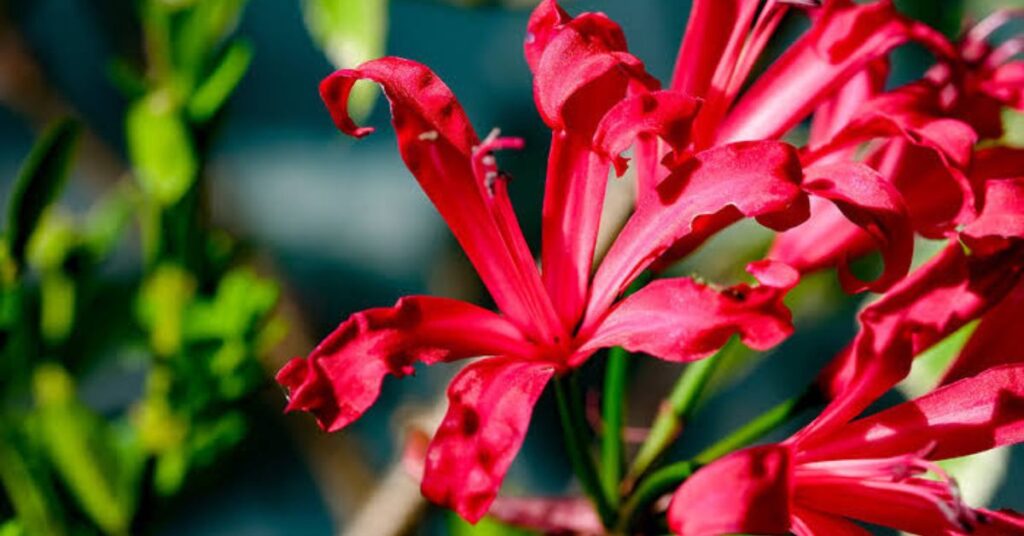 Nerine