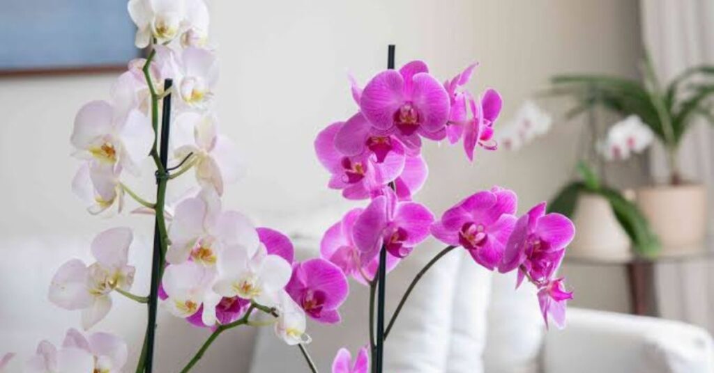 Orchids