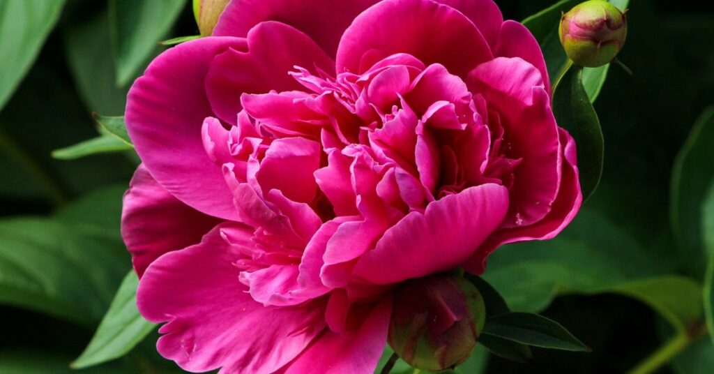 Peony