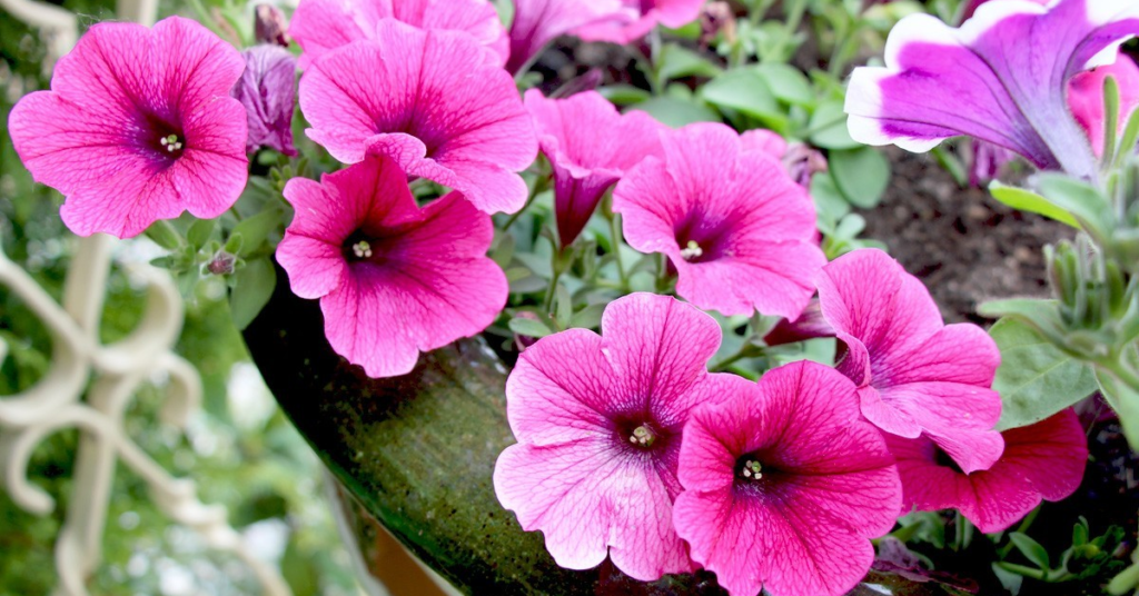 Petunias flowers that mean I miss you