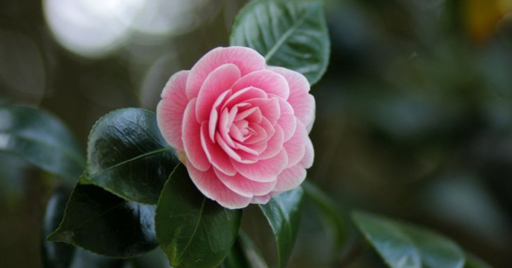 Pink Camellia flowers that mean I miss you