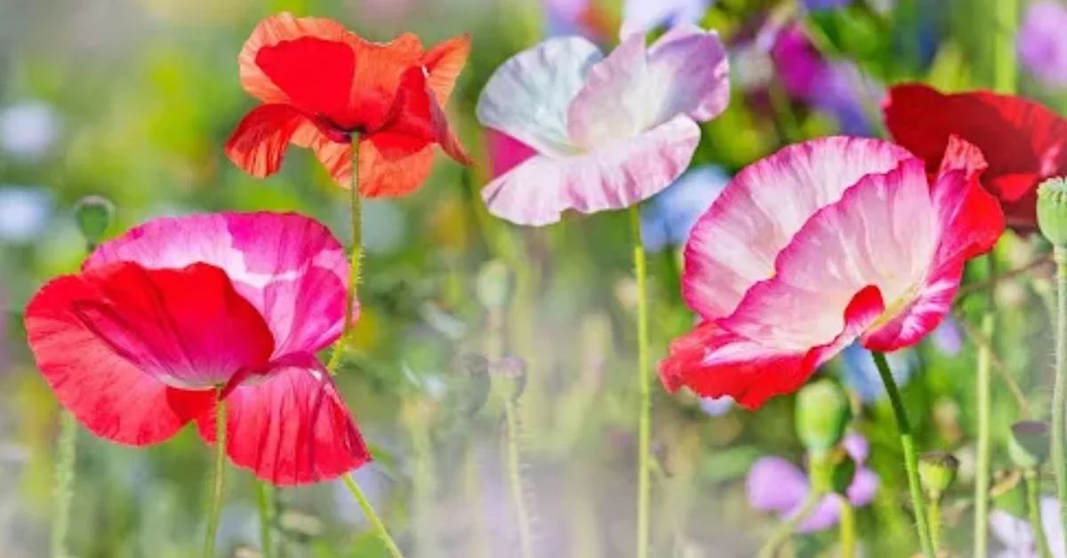 Poppy Flower of hope