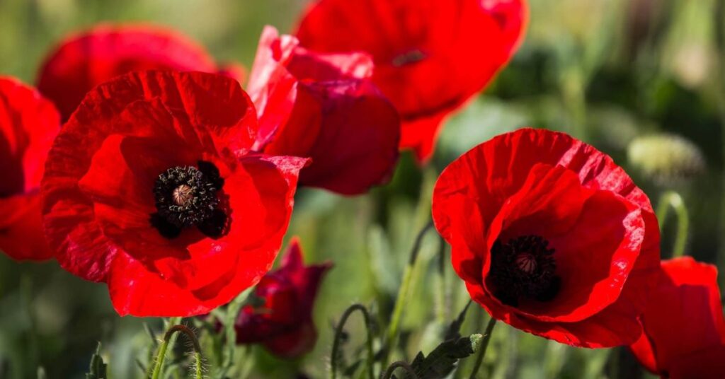 Poppy
