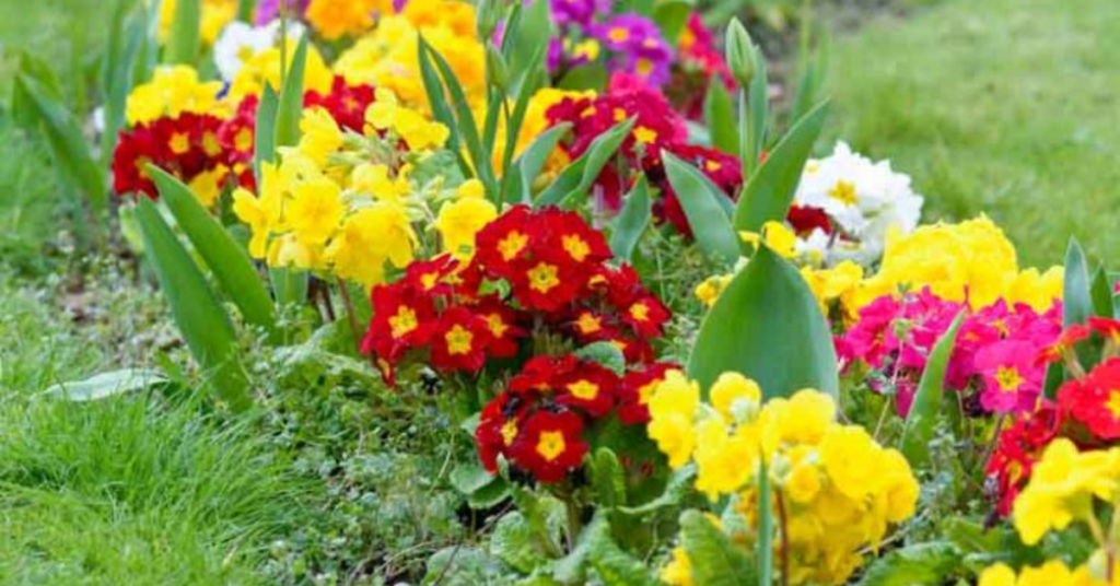 Primrose flowers that mean I miss you