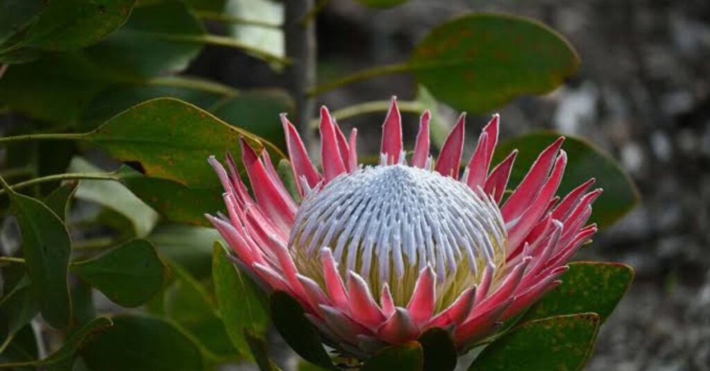 Protea