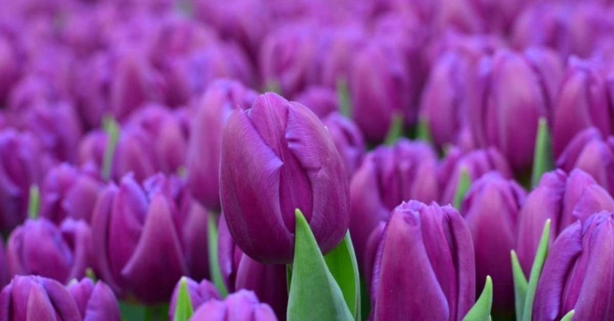 Purple Tulips flowers that represent loyalty