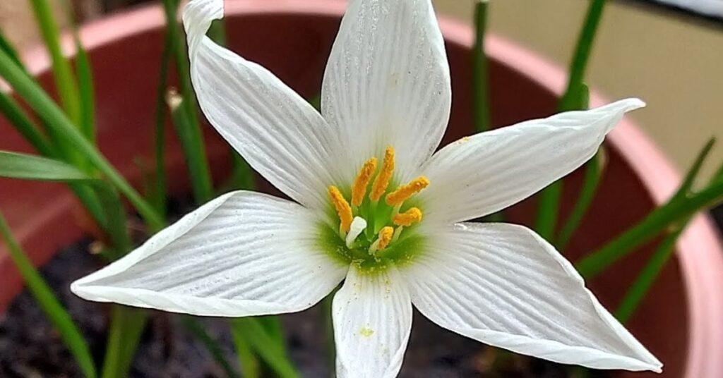 Rain Lily