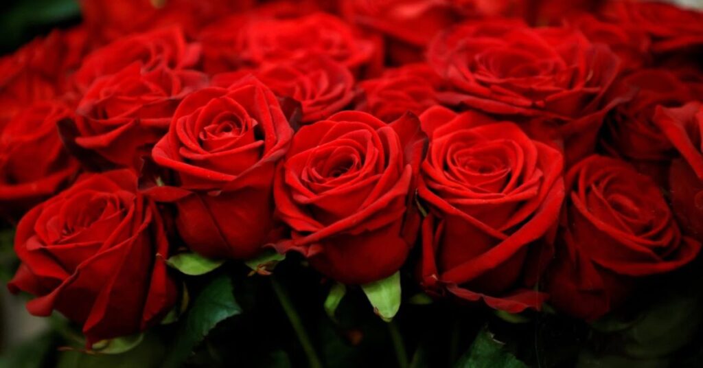 Red Rose flowers that represent loyalty