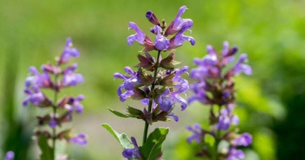 What Is Sage Flower?