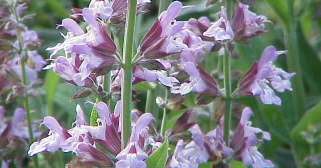 Sage Plant Facts
