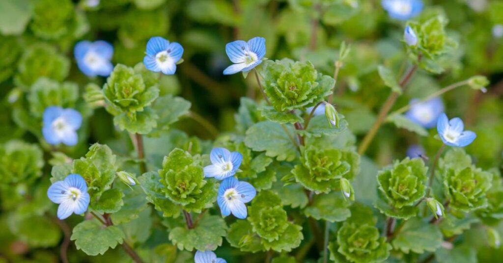 Speedwell flowers that represent loyalty