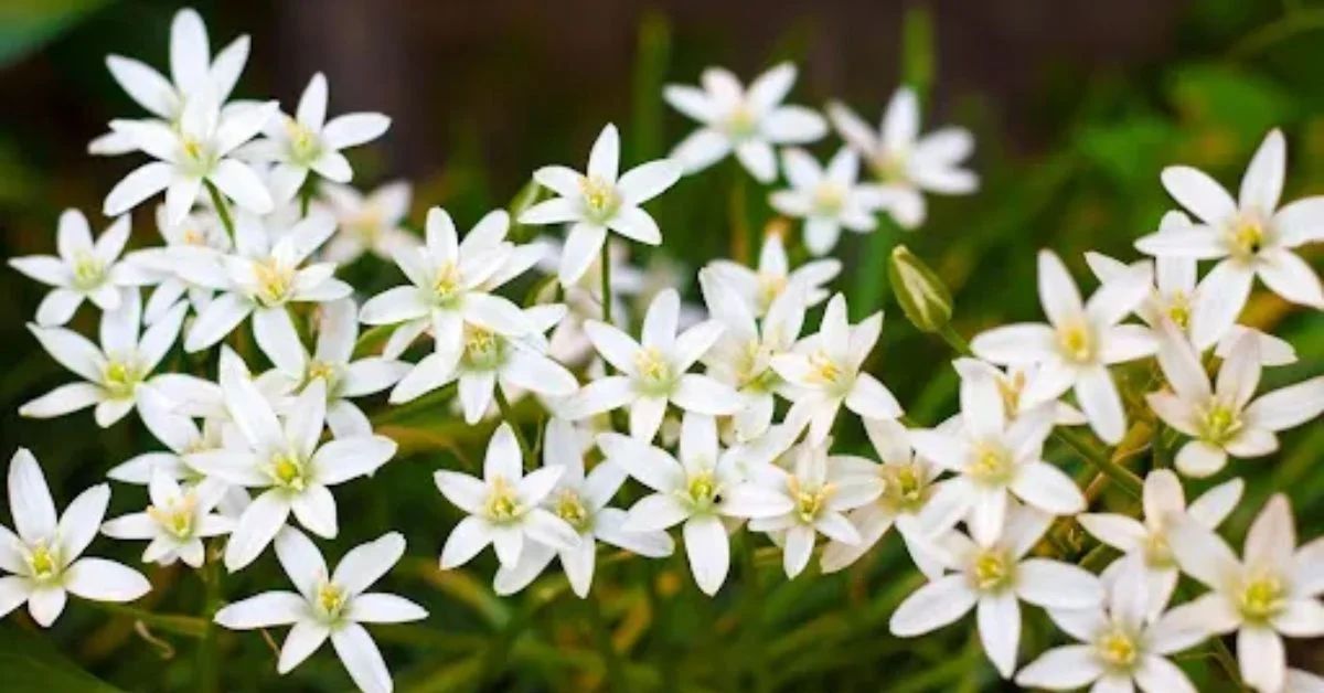 Star of Bethlehem Flower of hope