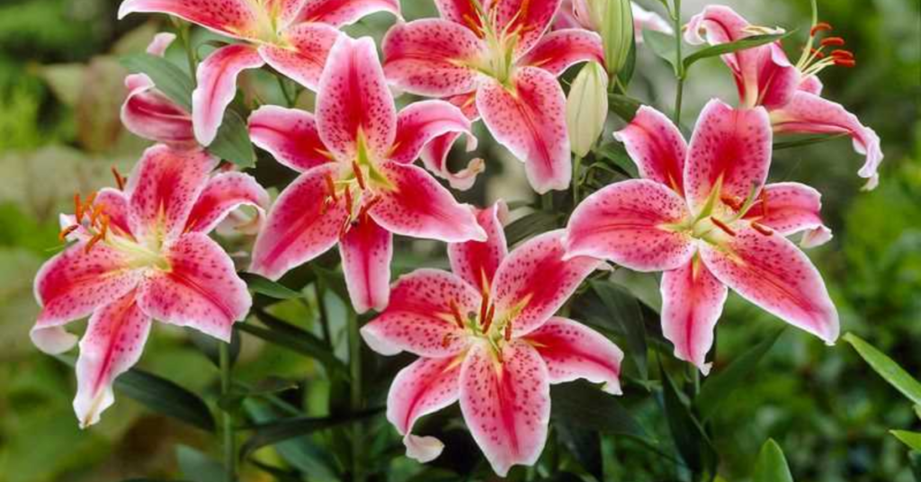 Stargazer Lilies flowers that mean I miss you