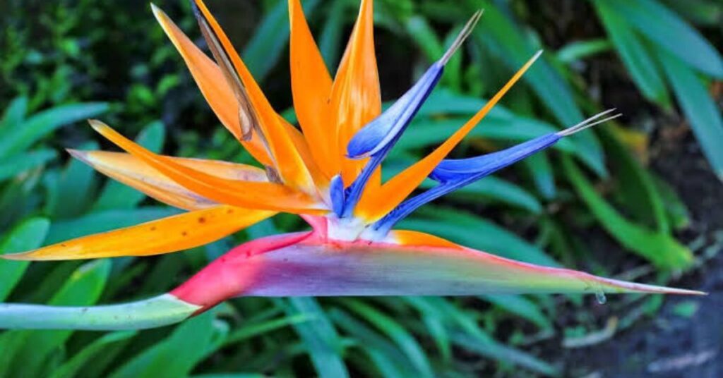 Sterlitzia