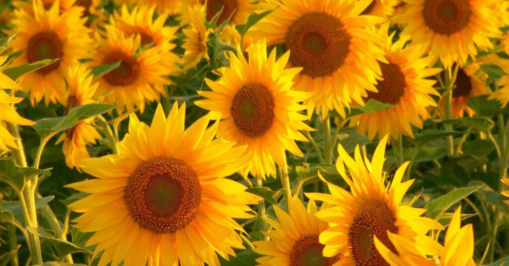 Sunflower