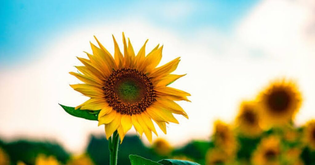 Sunfower