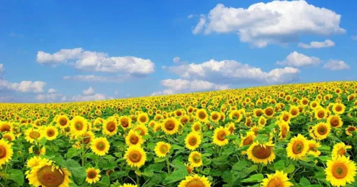 Sunflower of hope