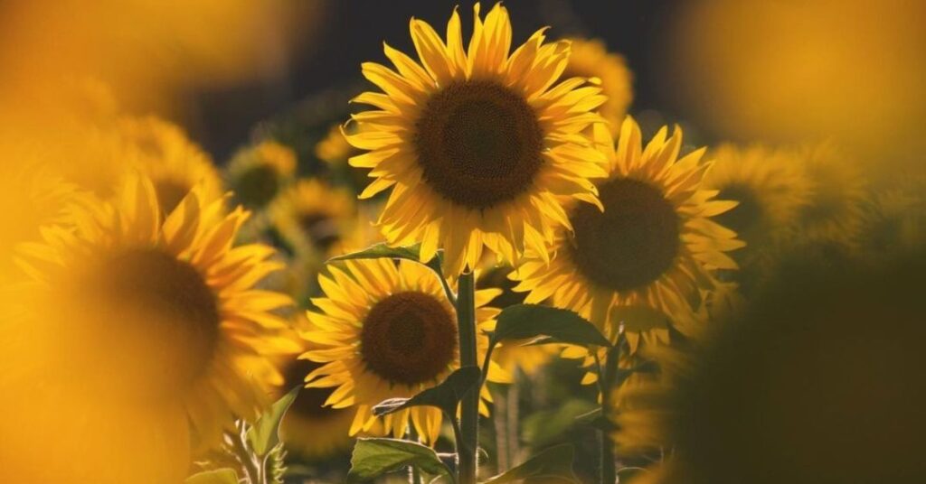 Sunflowers that represent loyalty