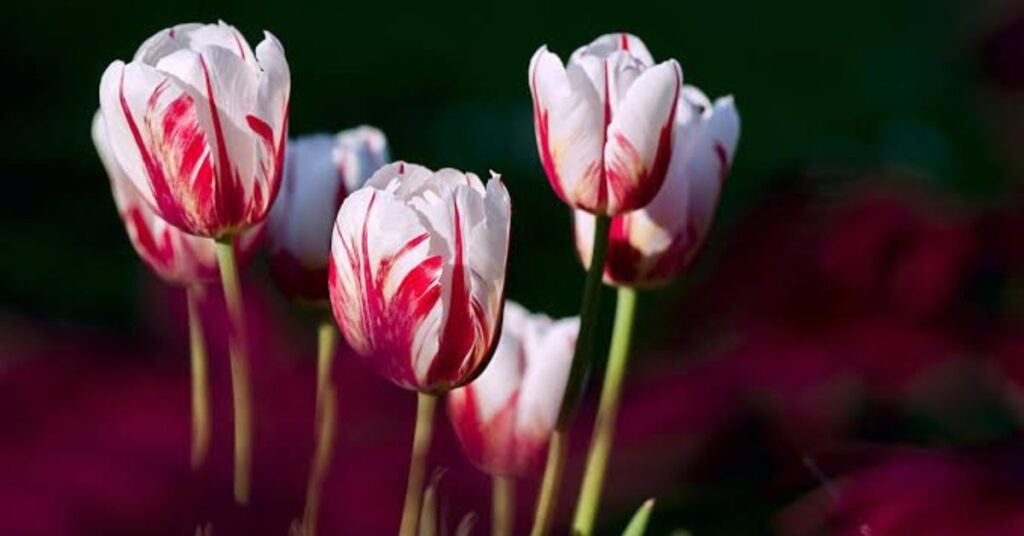 Tulips