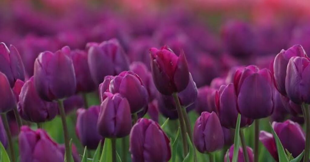 Tulips