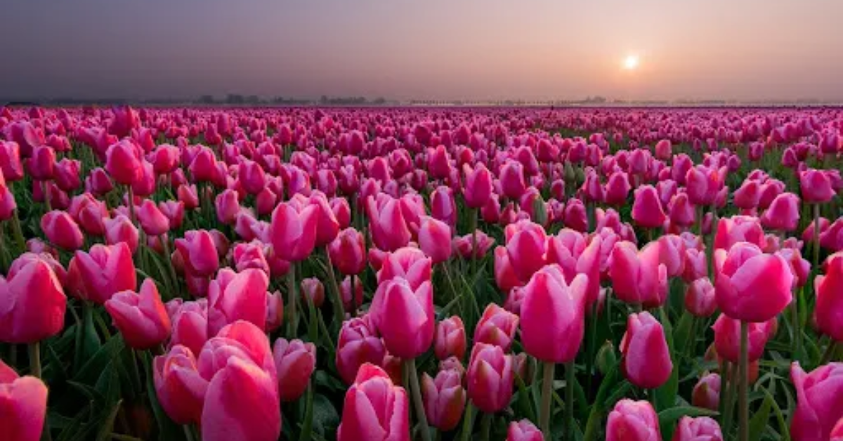 Tulip Flower of Hope