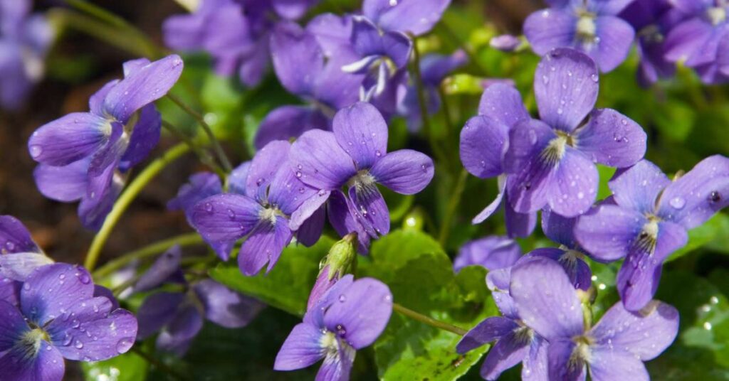 Violets flowers that represent loyalty
