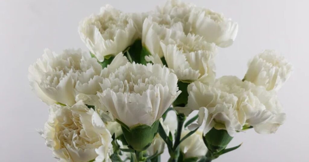 White Carnations flowers that represent loyalty