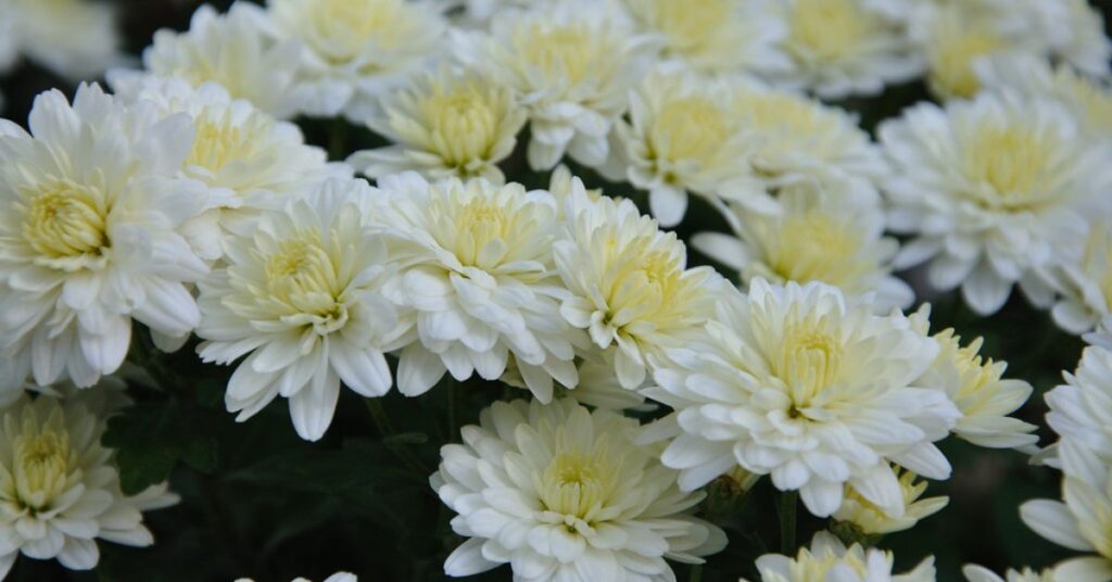 White Chrysanthemums flowers that represent loyalty