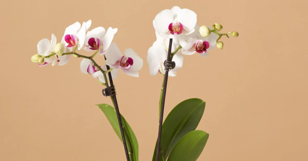 White Orchid flowers that mean I miss you