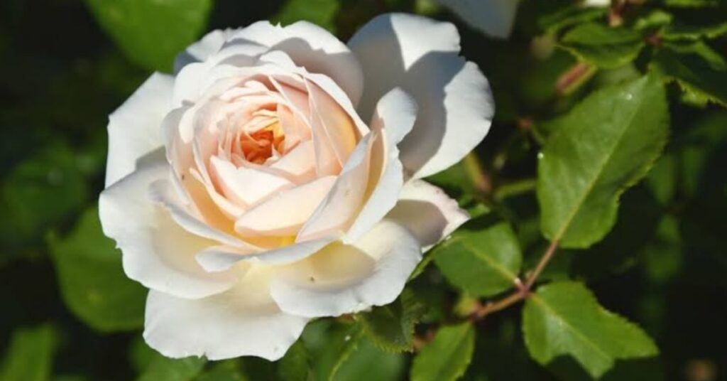 White Roses