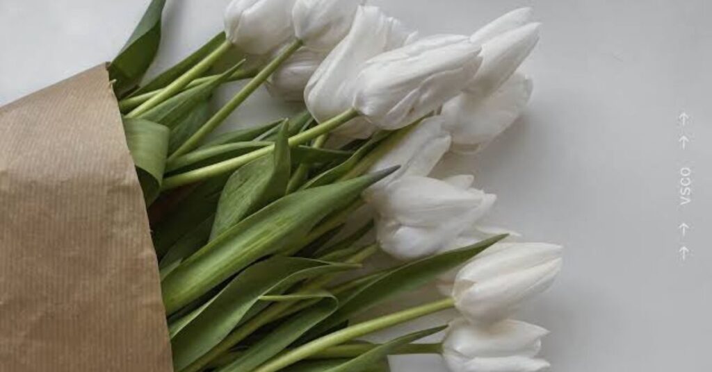 White Tulips